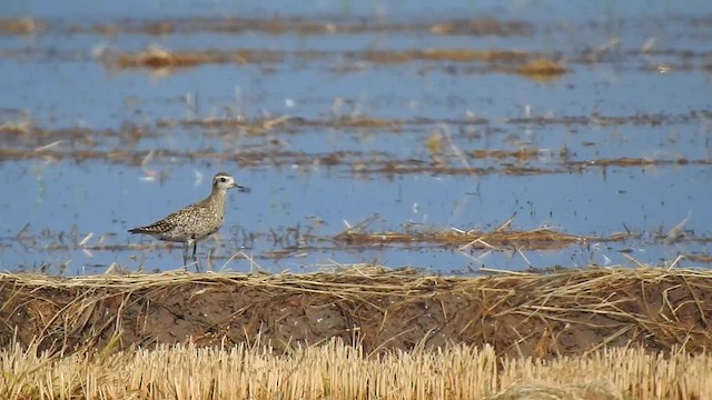 Pacific Golden-Plover - ML624043662