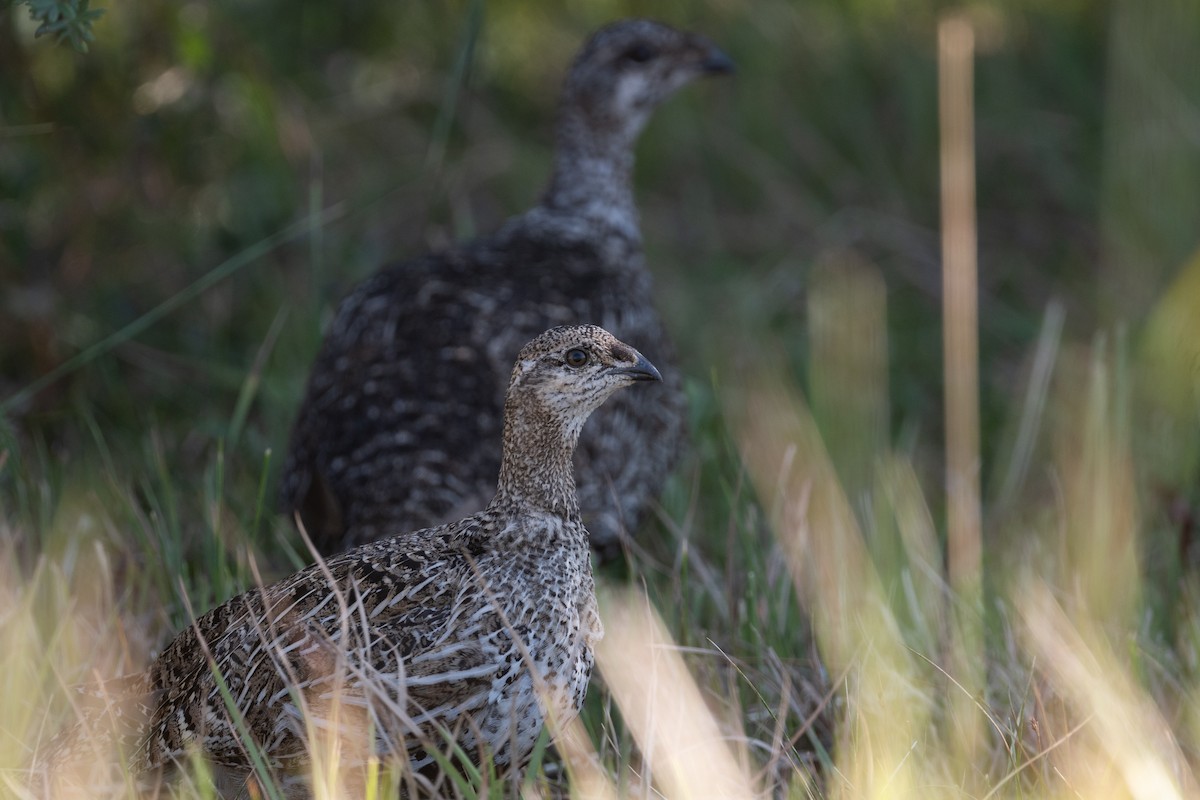 Gunnison Sage-Grouse - ML624043664