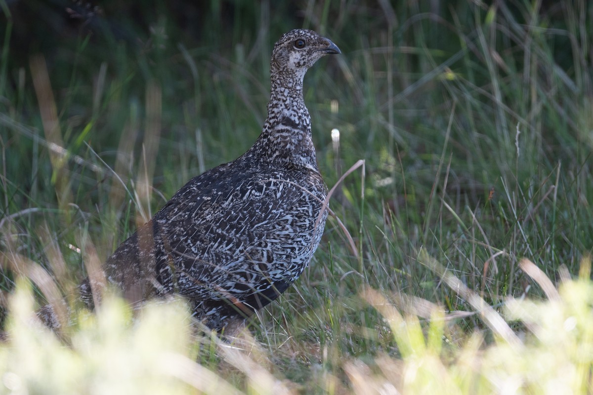 Gunnison Sage-Grouse - ML624043677