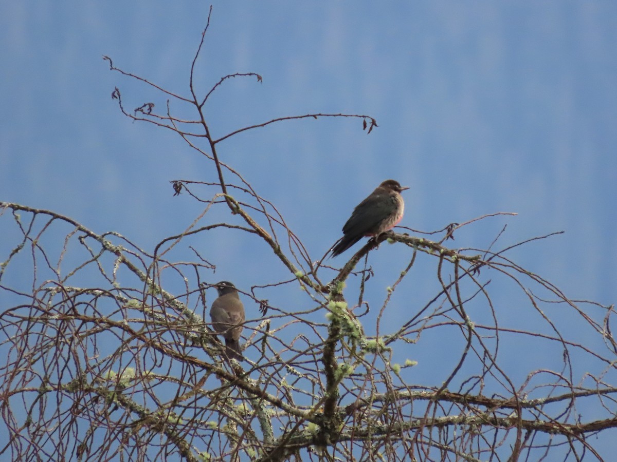 Lewis's Woodpecker - ML624043686