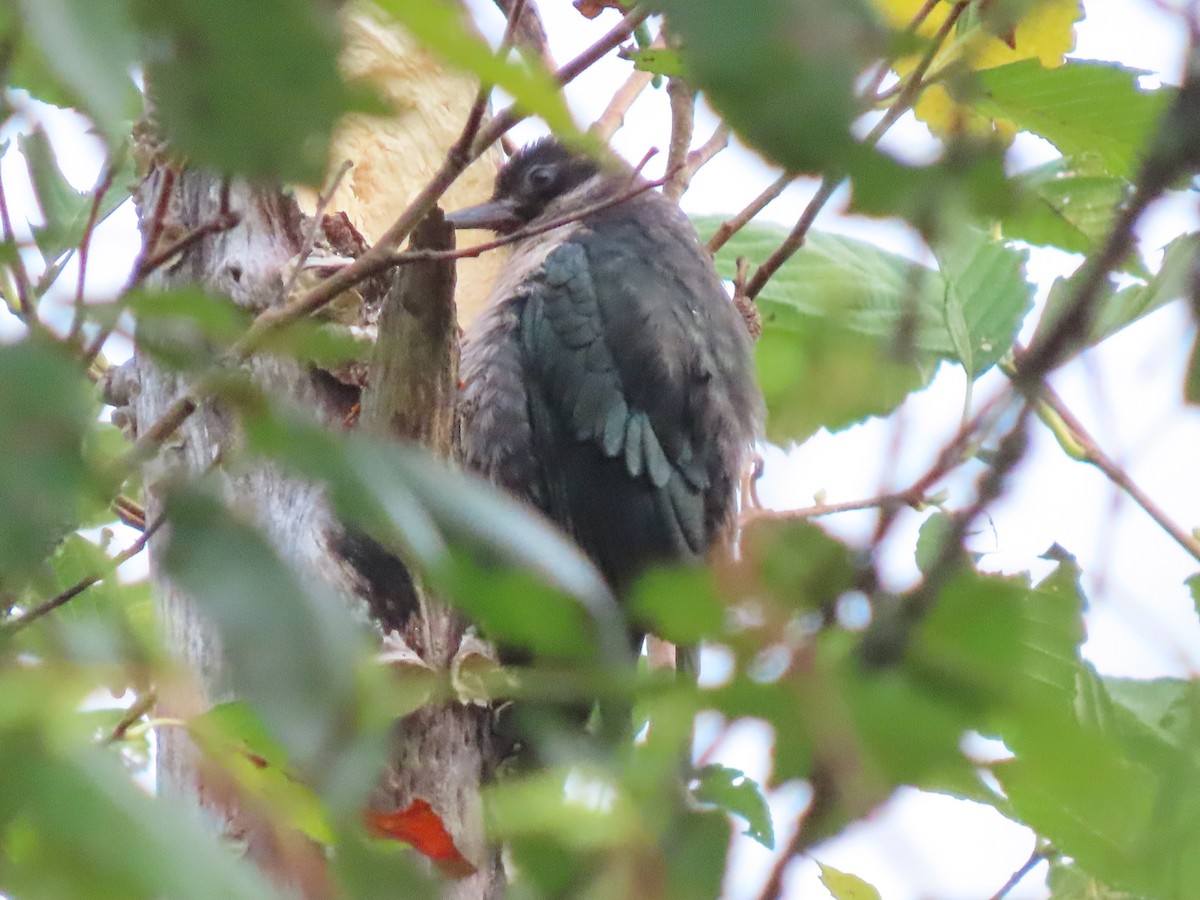 Lewis's Woodpecker - ML624043698