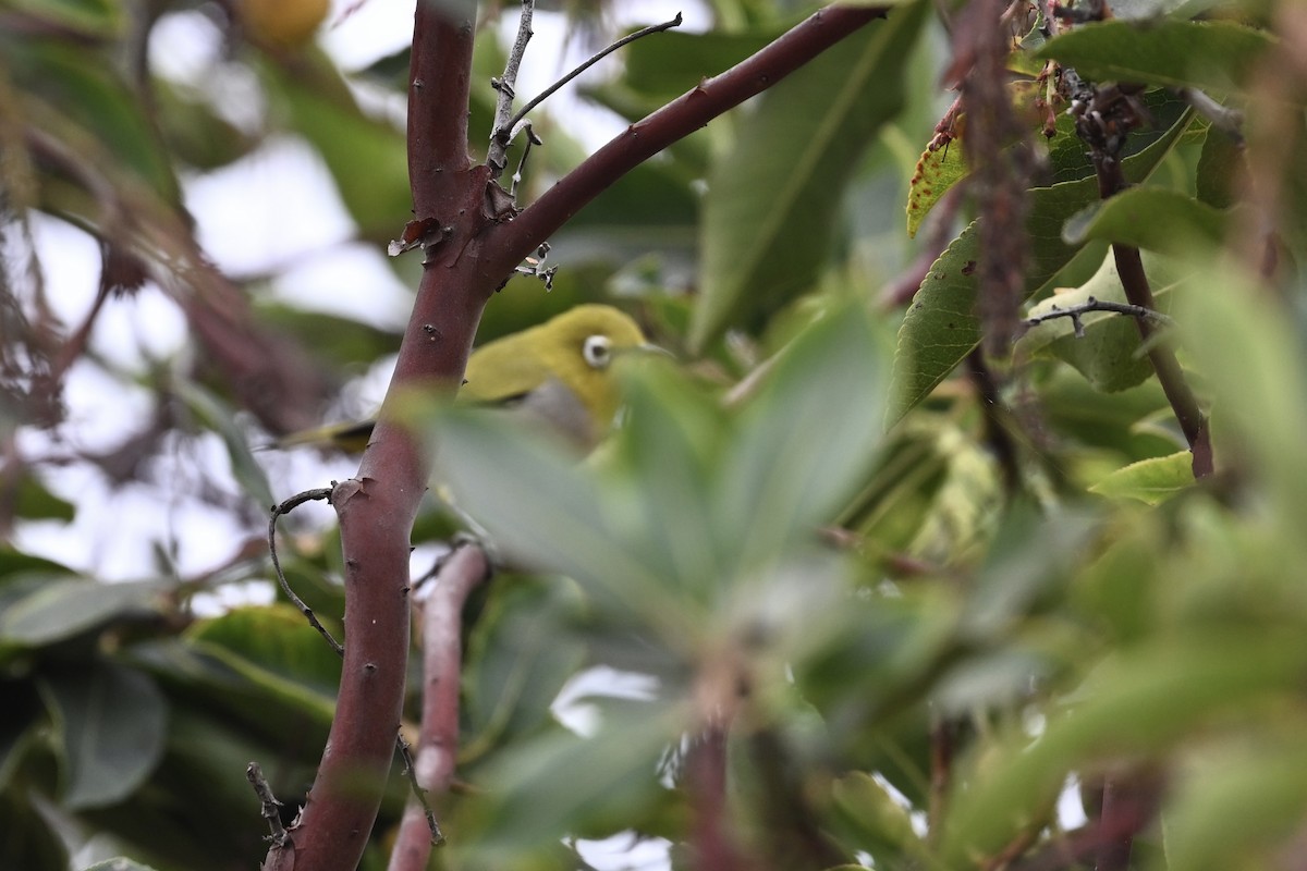 Swinhoe's White-eye - ML624043699