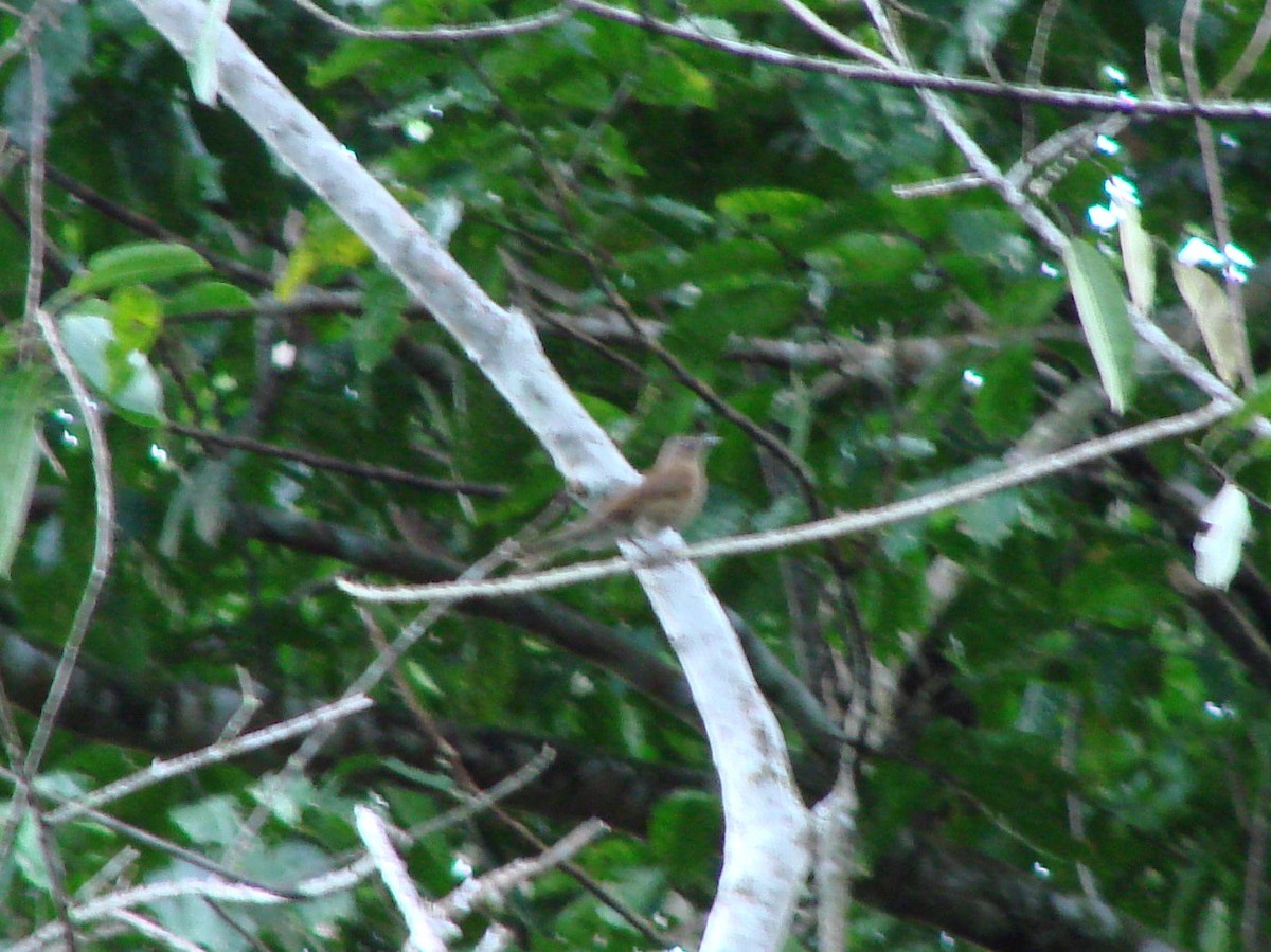 Hauxwell's Thrush - ML624043735