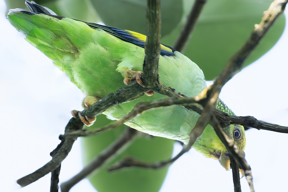 Lilac-tailed Parrotlet - ML624043751