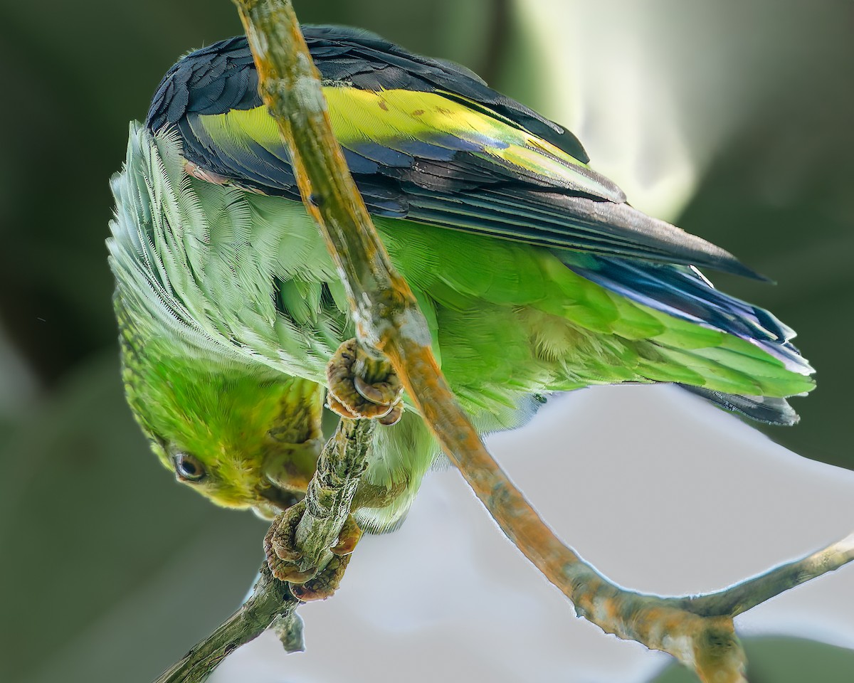 Lilac-tailed Parrotlet - ML624043752