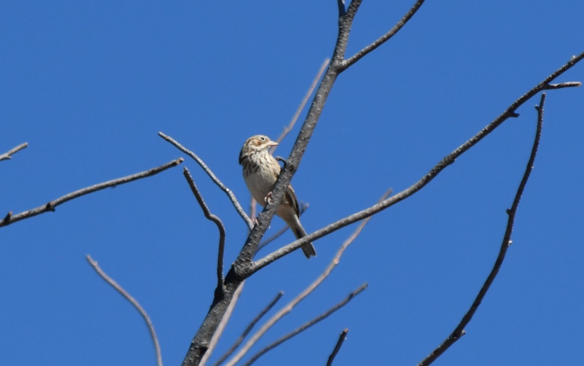 Vesper Sparrow - Steve Nord