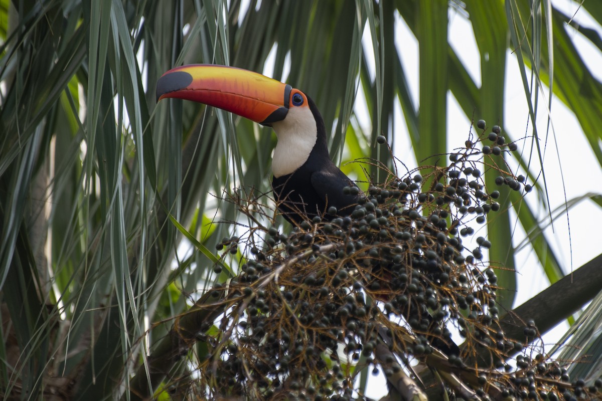 Toco Toucan - Luiz Carlos Ramassotti