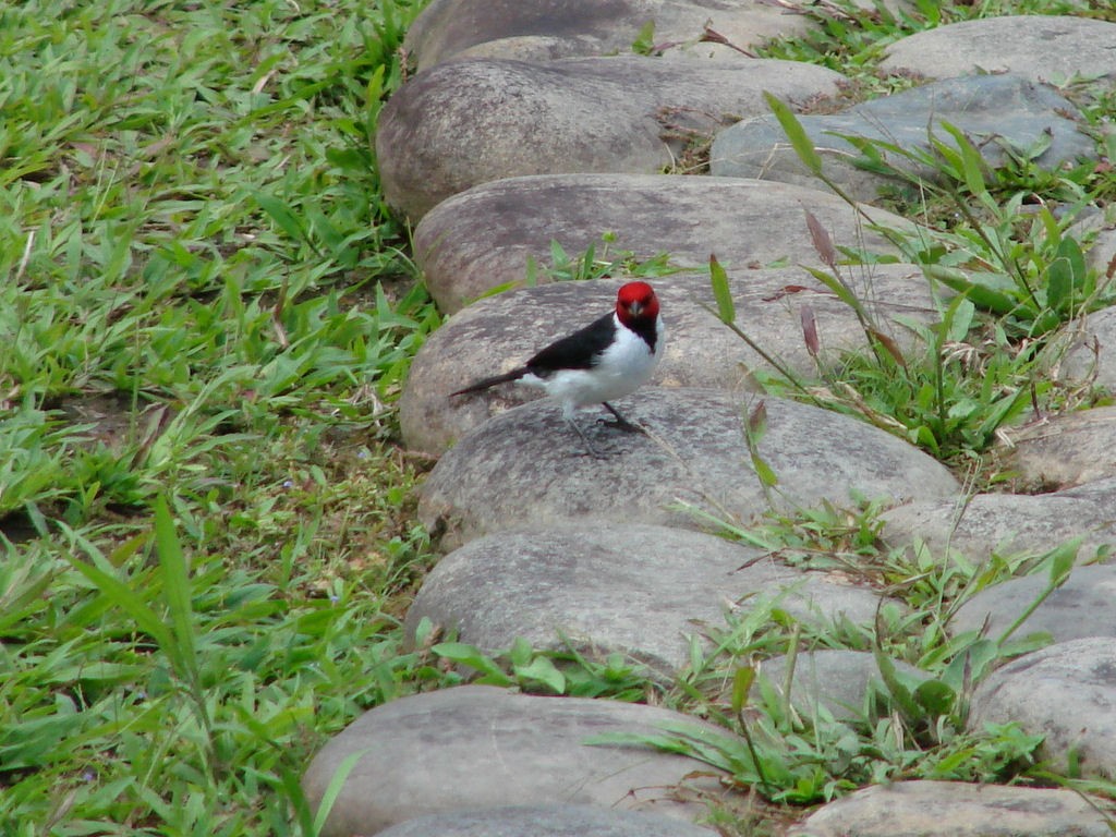 Red-capped Cardinal - ML624043769