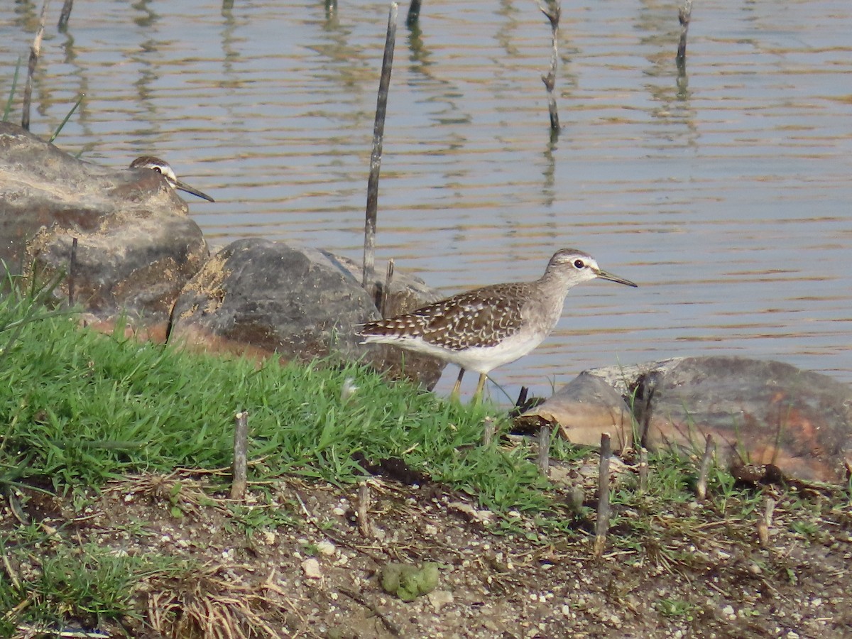 Wood Sandpiper - ML624043773