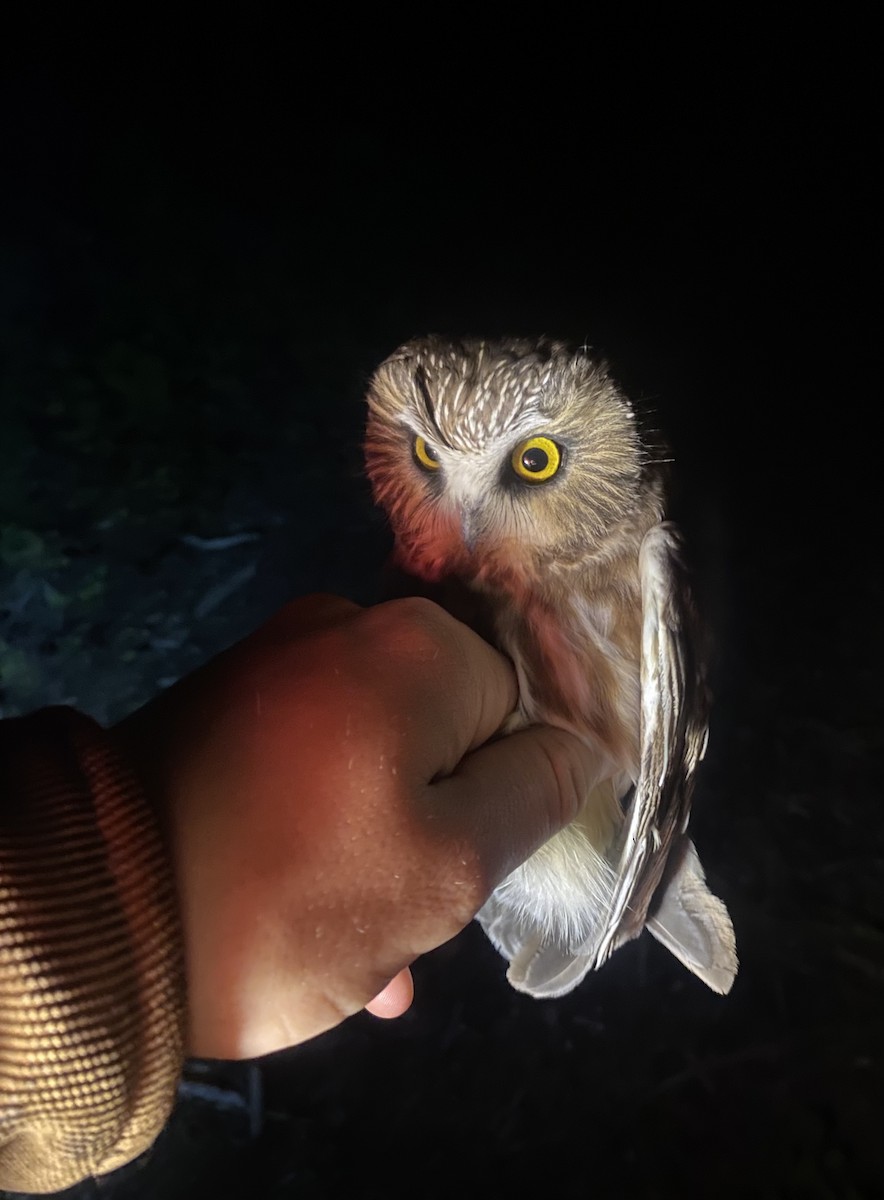 Northern Saw-whet Owl (acadicus) - ML624043812