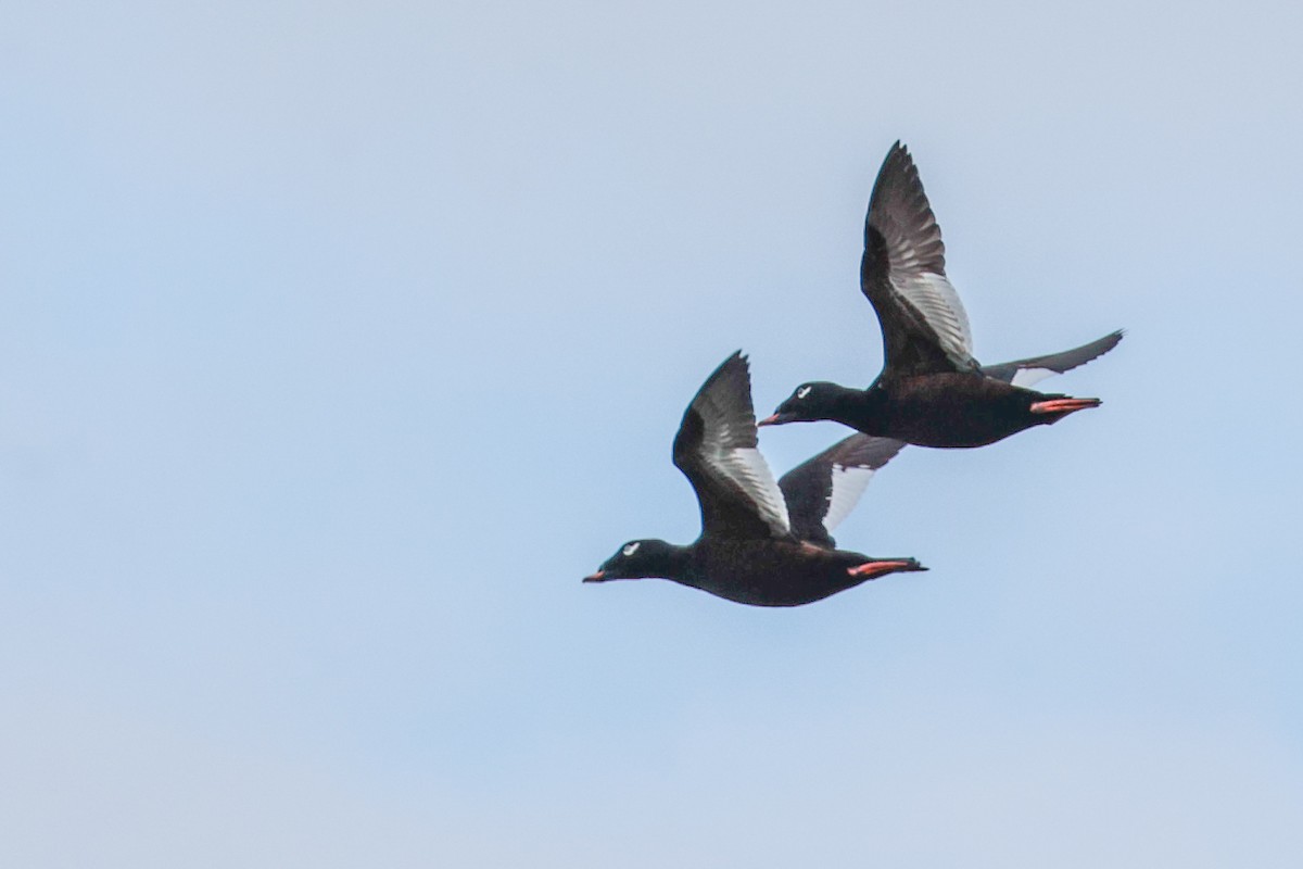 White-winged Scoter - ML624043814