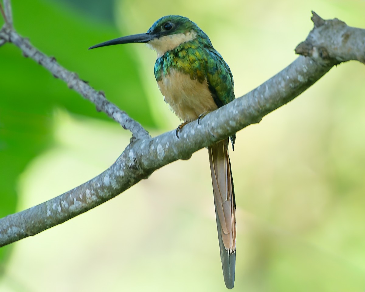 Rufous-tailed Jacamar - ML624043823