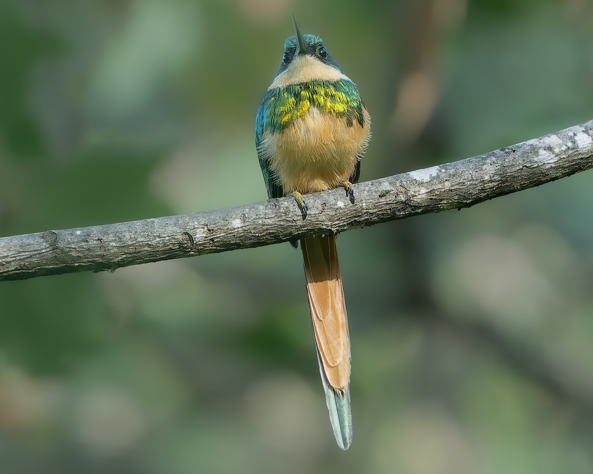 Rufous-tailed Jacamar - ML624043824