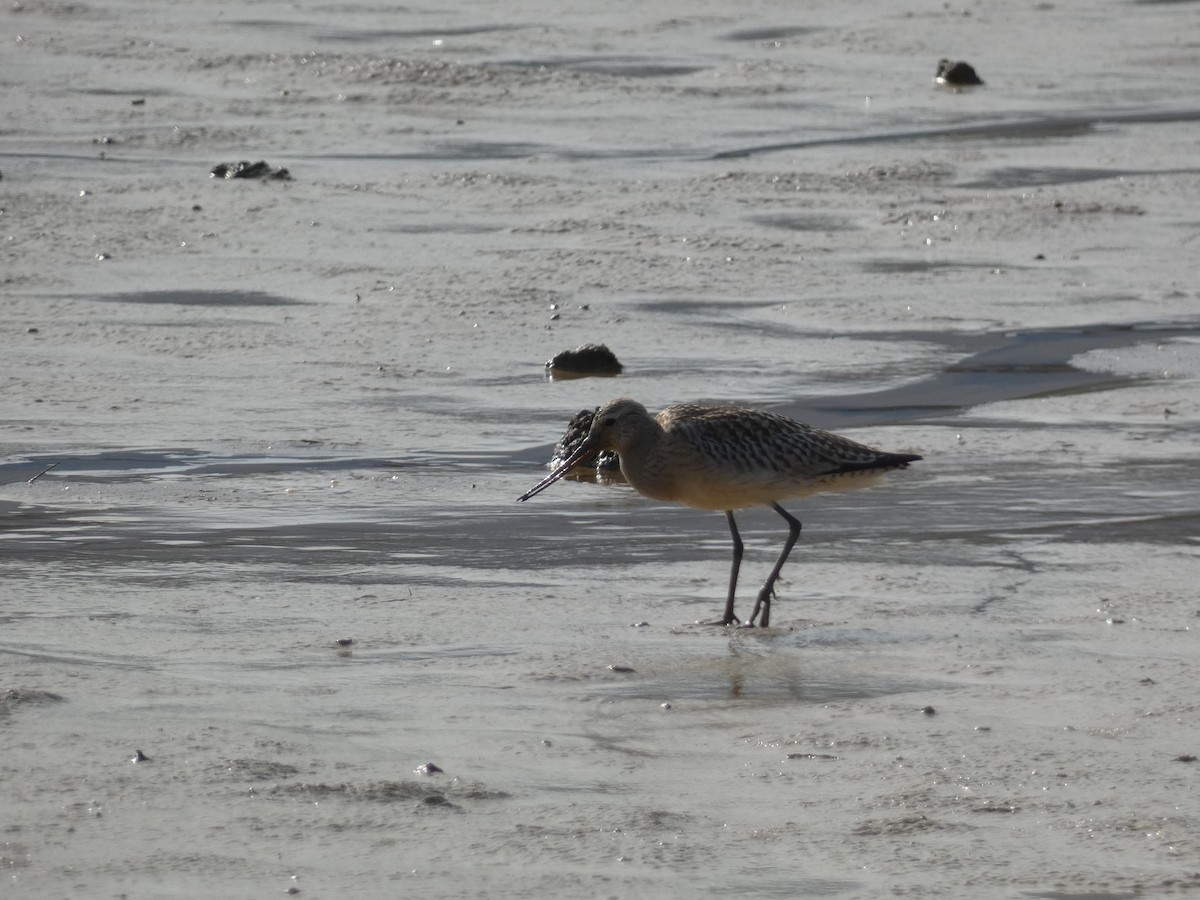 Bar-tailed Godwit (European) - ML624043836