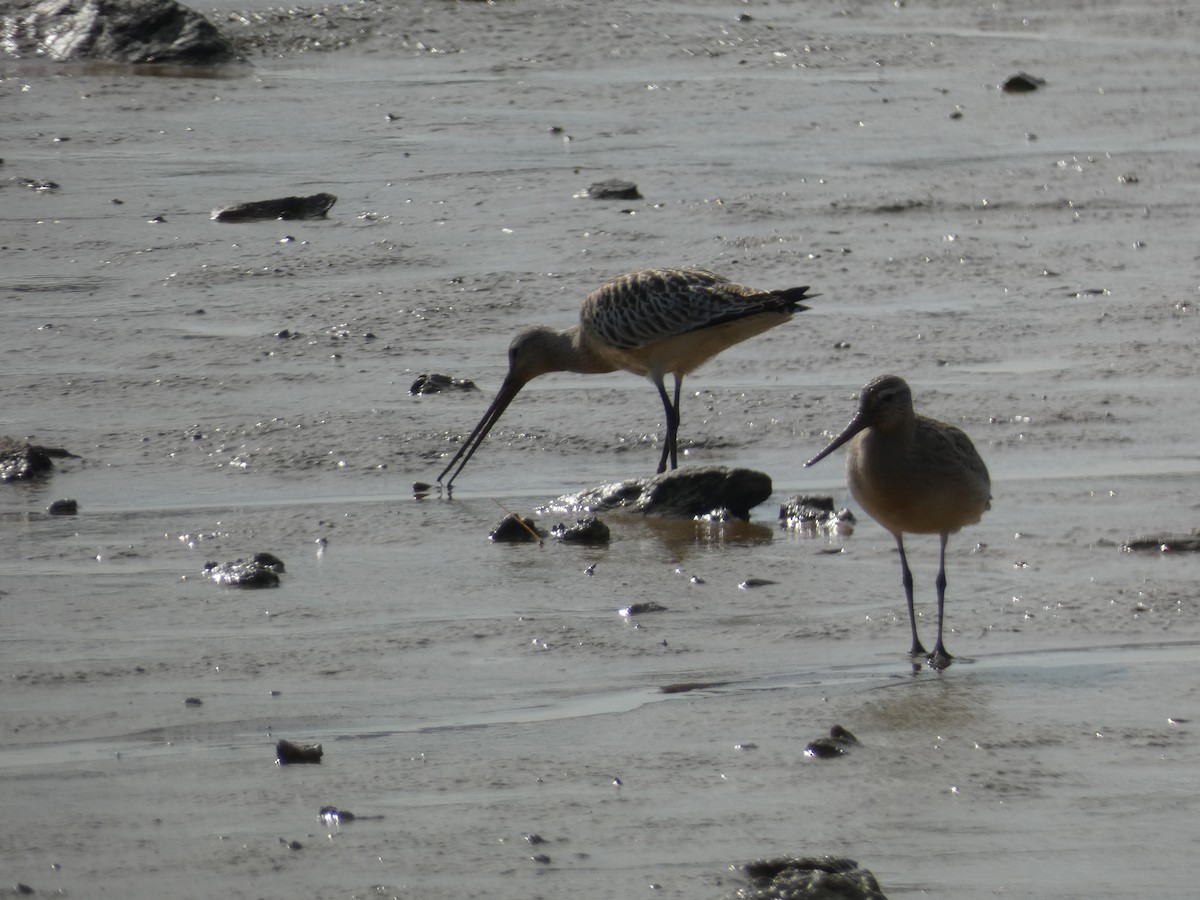 Bar-tailed Godwit (European) - ML624043837