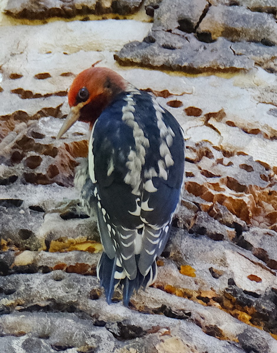 Red-breasted Sapsucker - ML624043843