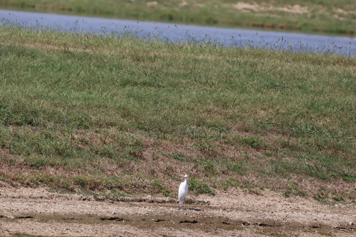 Western Cattle Egret - ML624043850