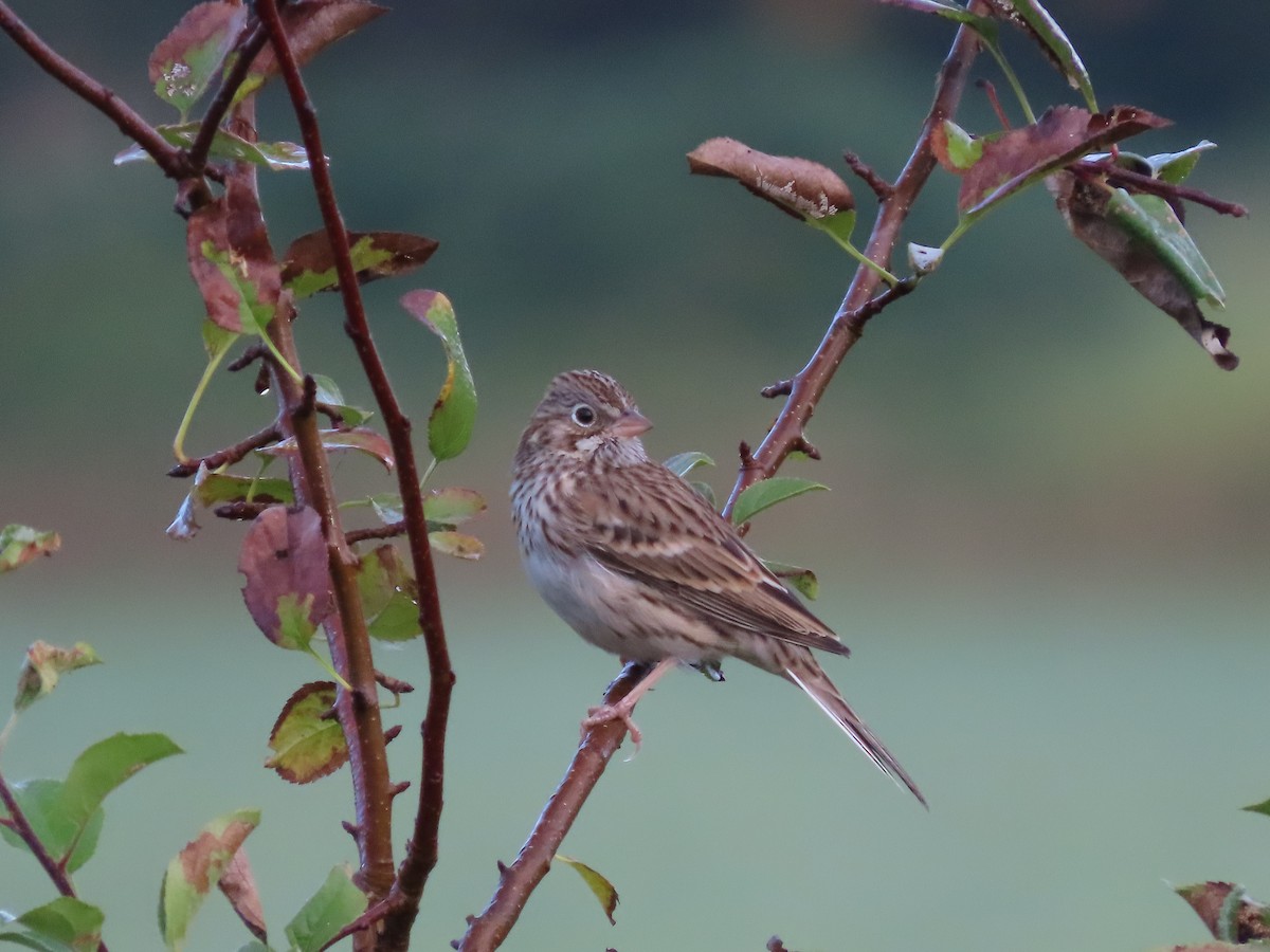 Vesper Sparrow - ML624043878