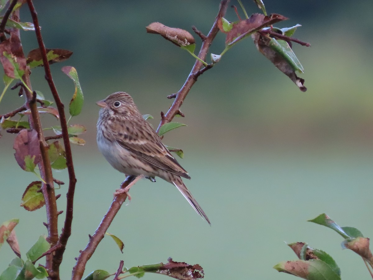 Vesper Sparrow - ML624043897