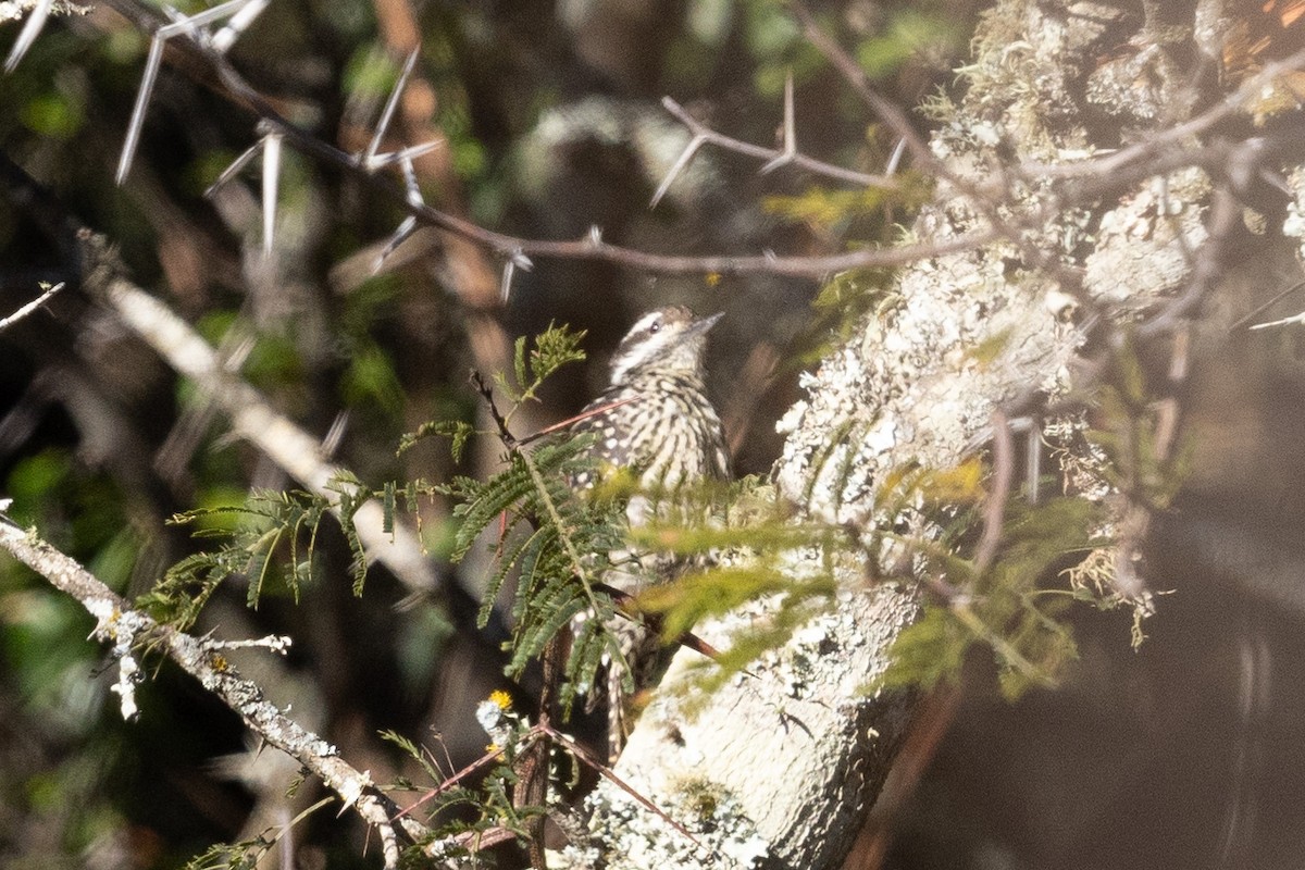 Striped Woodpecker - ML624043910