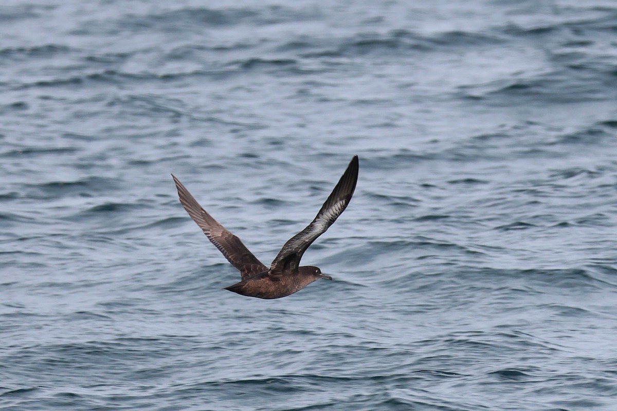 Sooty Shearwater - ML624043915