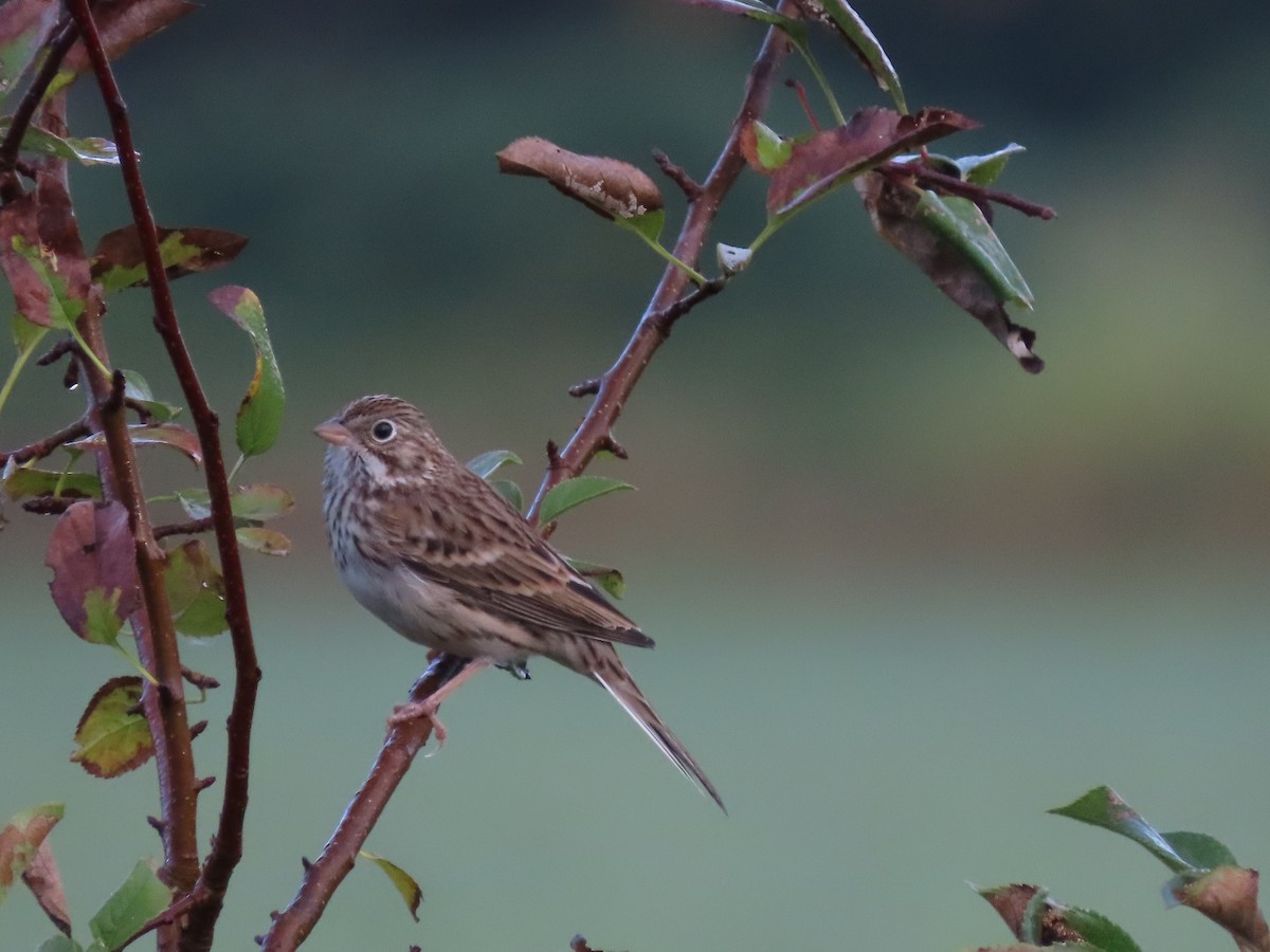 Vesper Sparrow - ML624043918