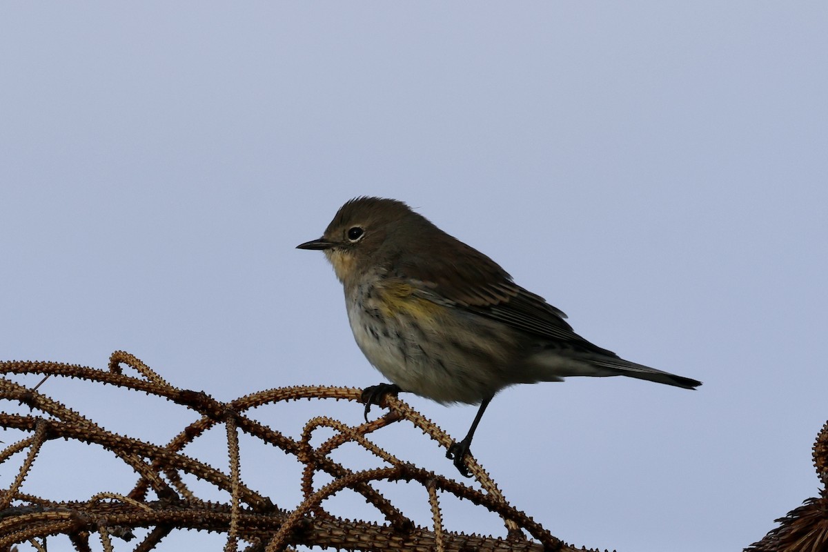 Yellow-rumped Warbler - ML624043921