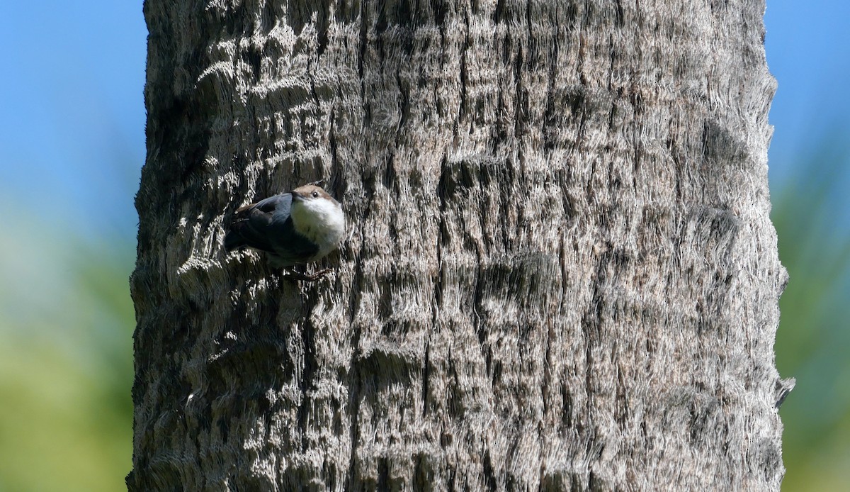 Brown-headed Nuthatch - ML624043922