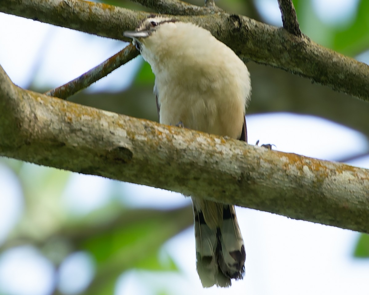 Bicolored Wren - ML624043923