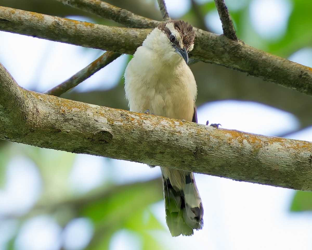 Bicolored Wren - ML624043925