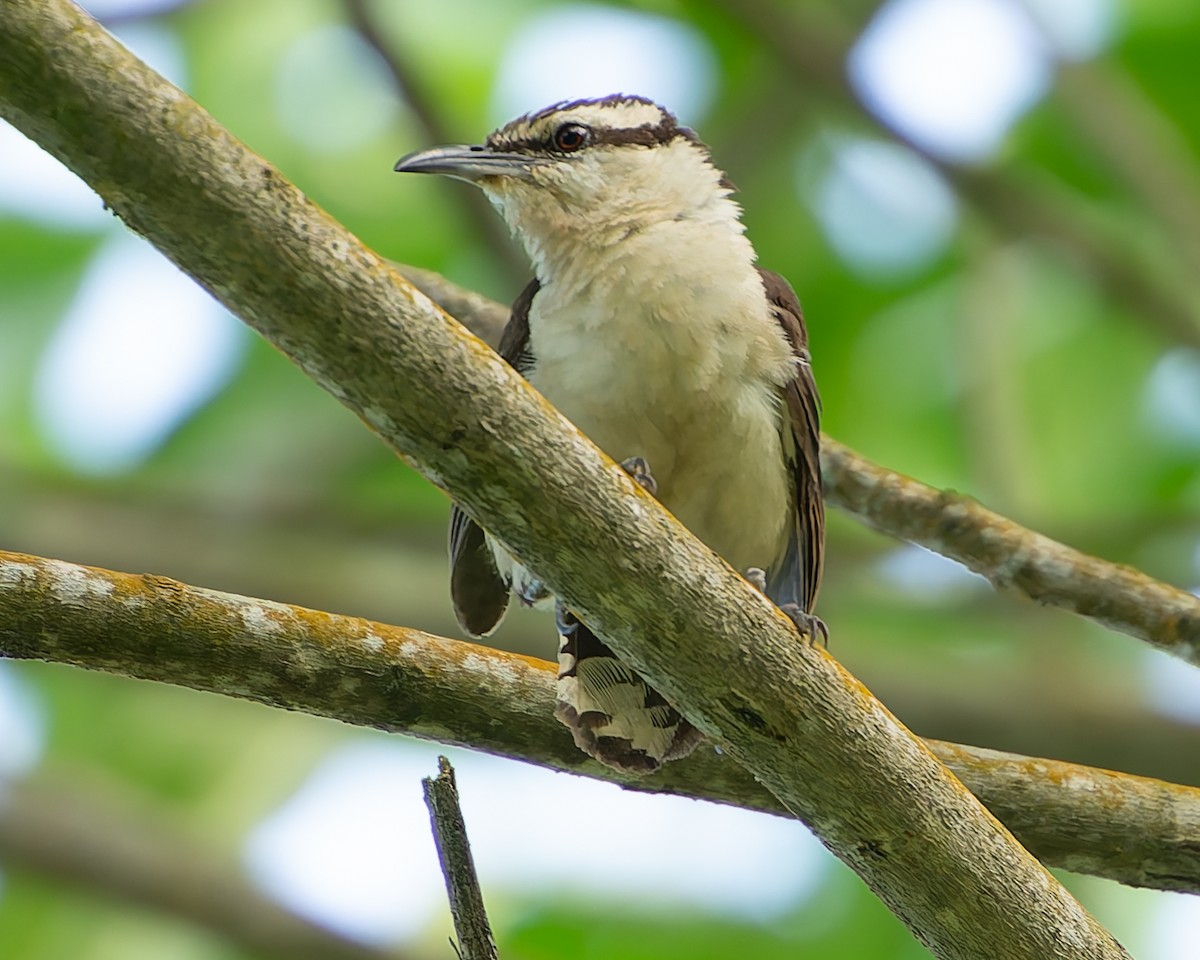 Bicolored Wren - ML624043926