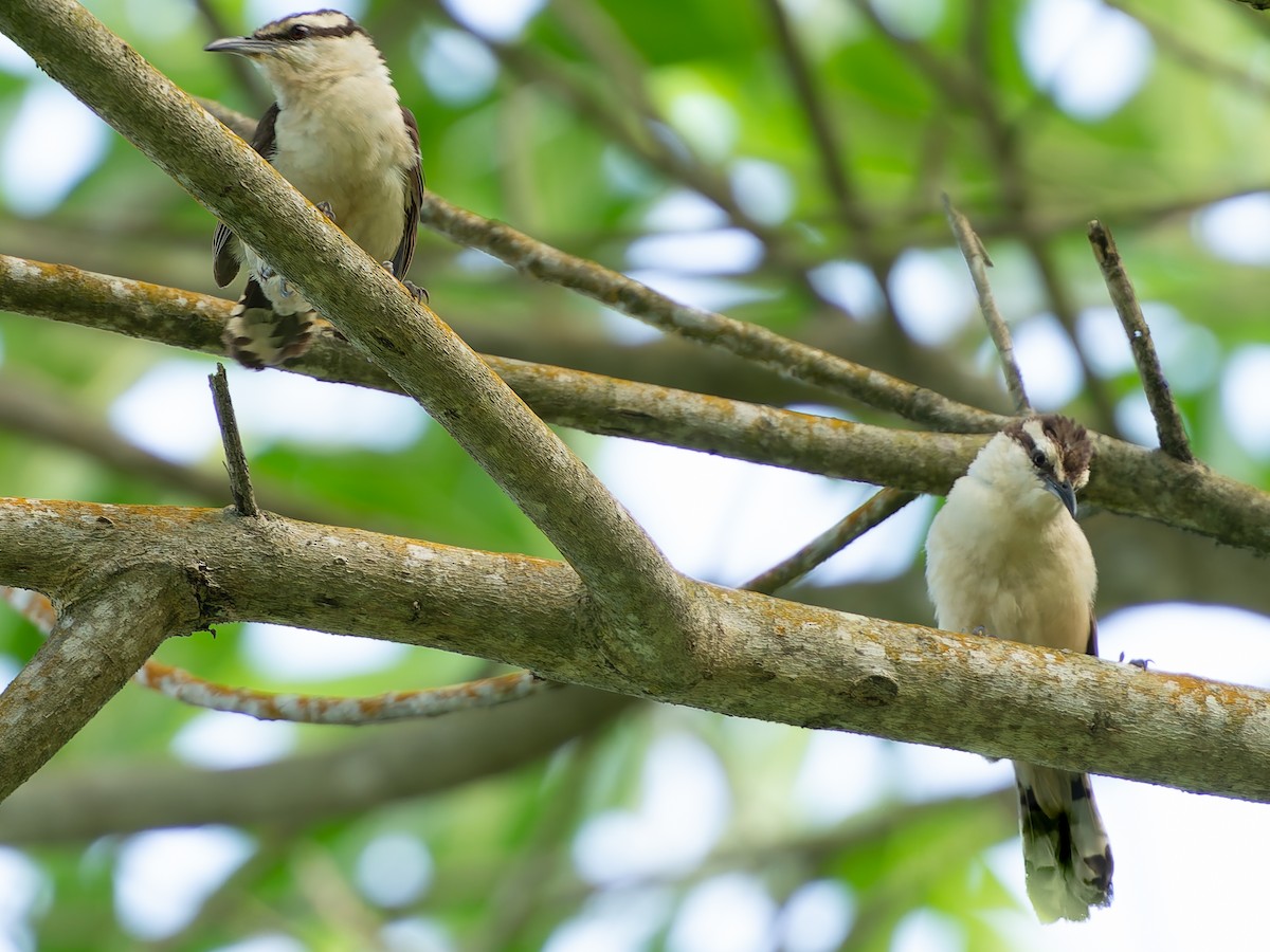 Bicolored Wren - ML624043927