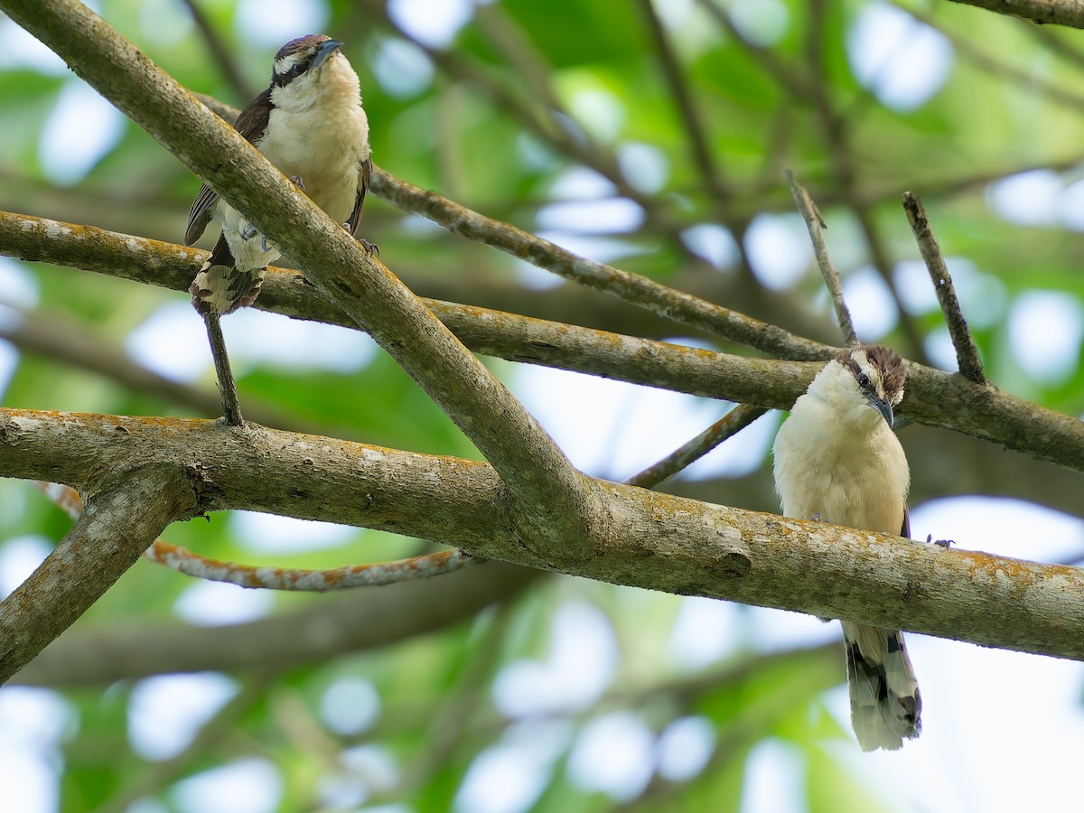 Bicolored Wren - ML624043928