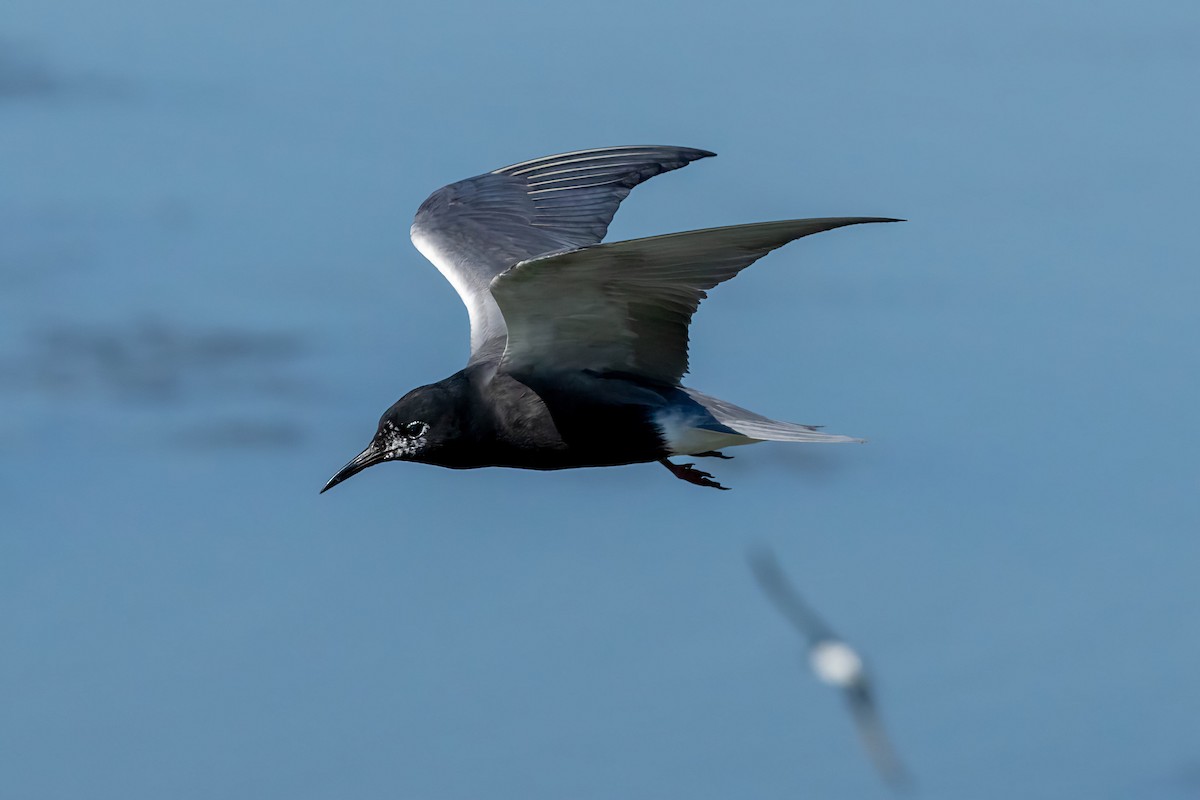 Black Tern - Raynald Baudin