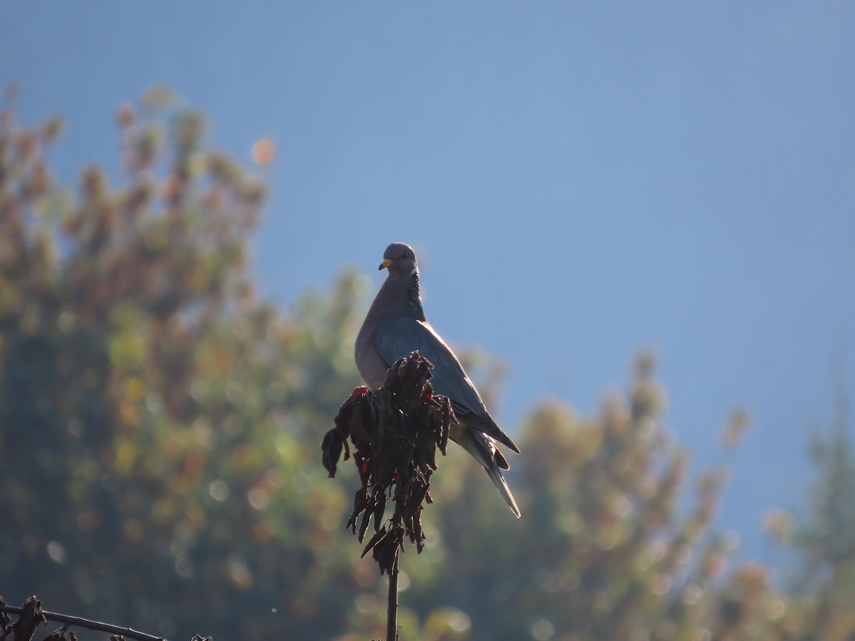 Band-tailed Pigeon - ML624043945