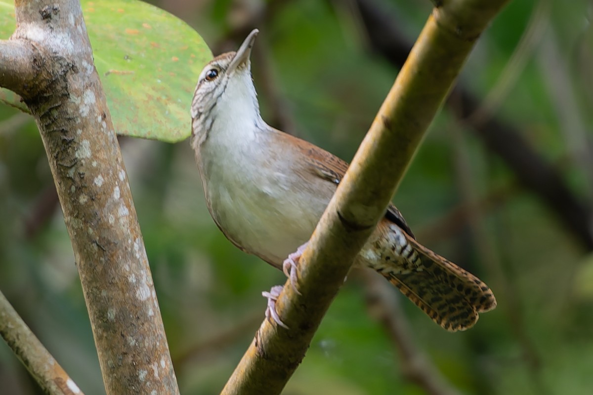 Rufous-and-white Wren - ML624043947