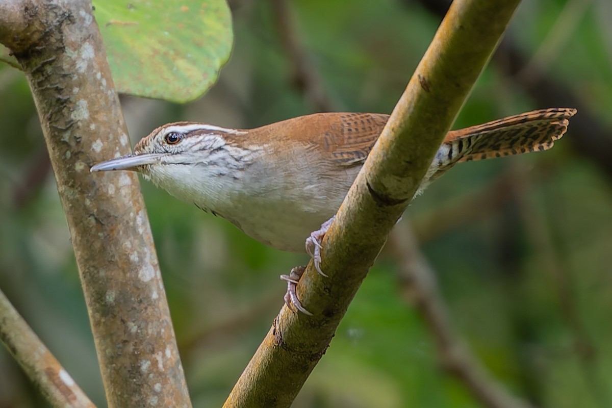 Rufous-and-white Wren - Grant Price