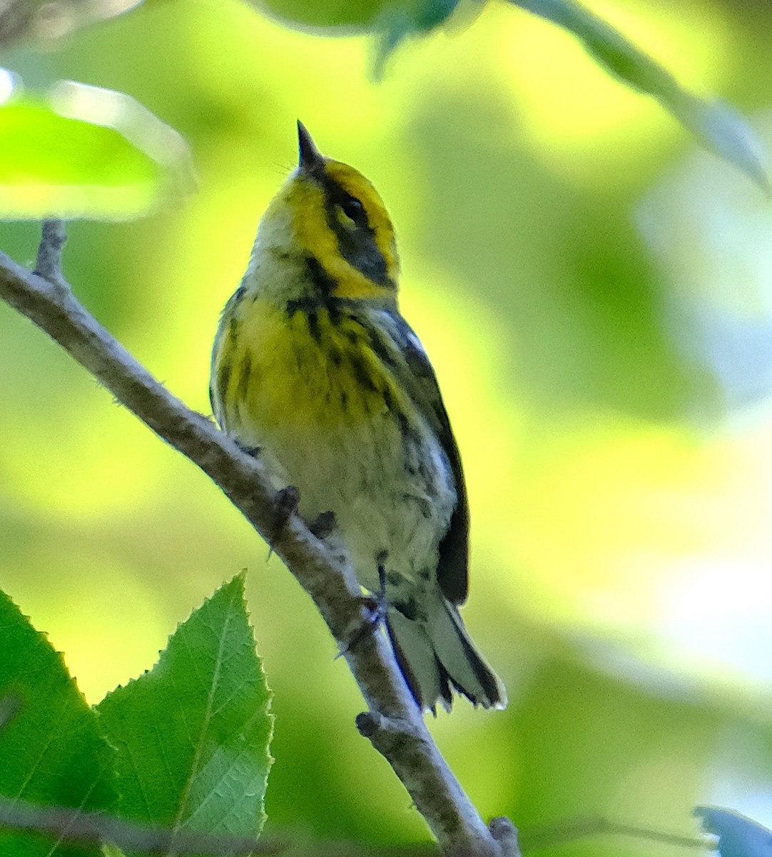 Townsend's Warbler - ML624043954