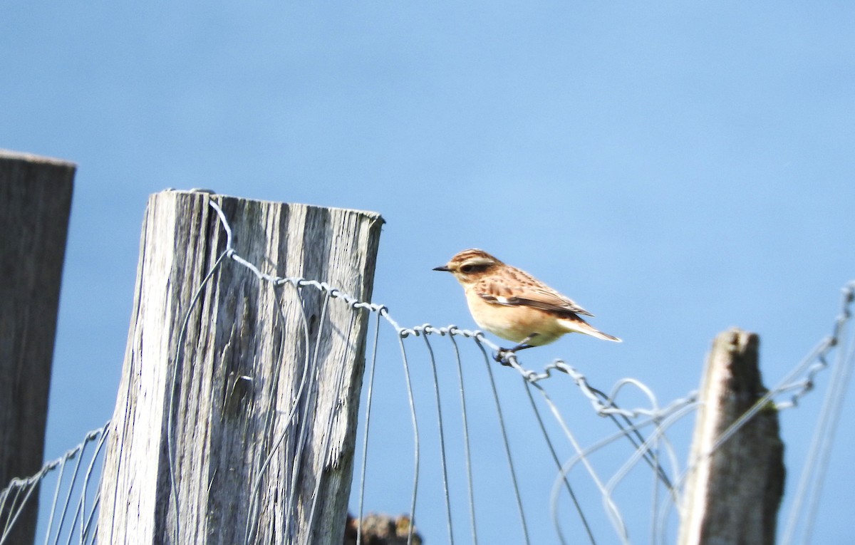 Whinchat - ML624043958