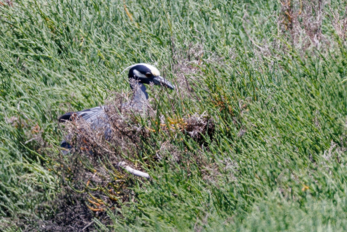 Yellow-crowned Night Heron - ML624043959