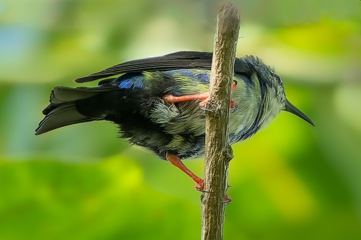 Red-legged Honeycreeper - Grant Price