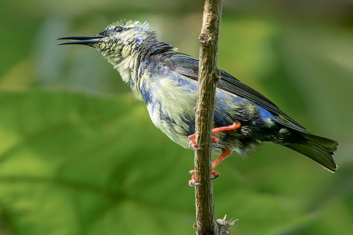 Red-legged Honeycreeper - ML624043963