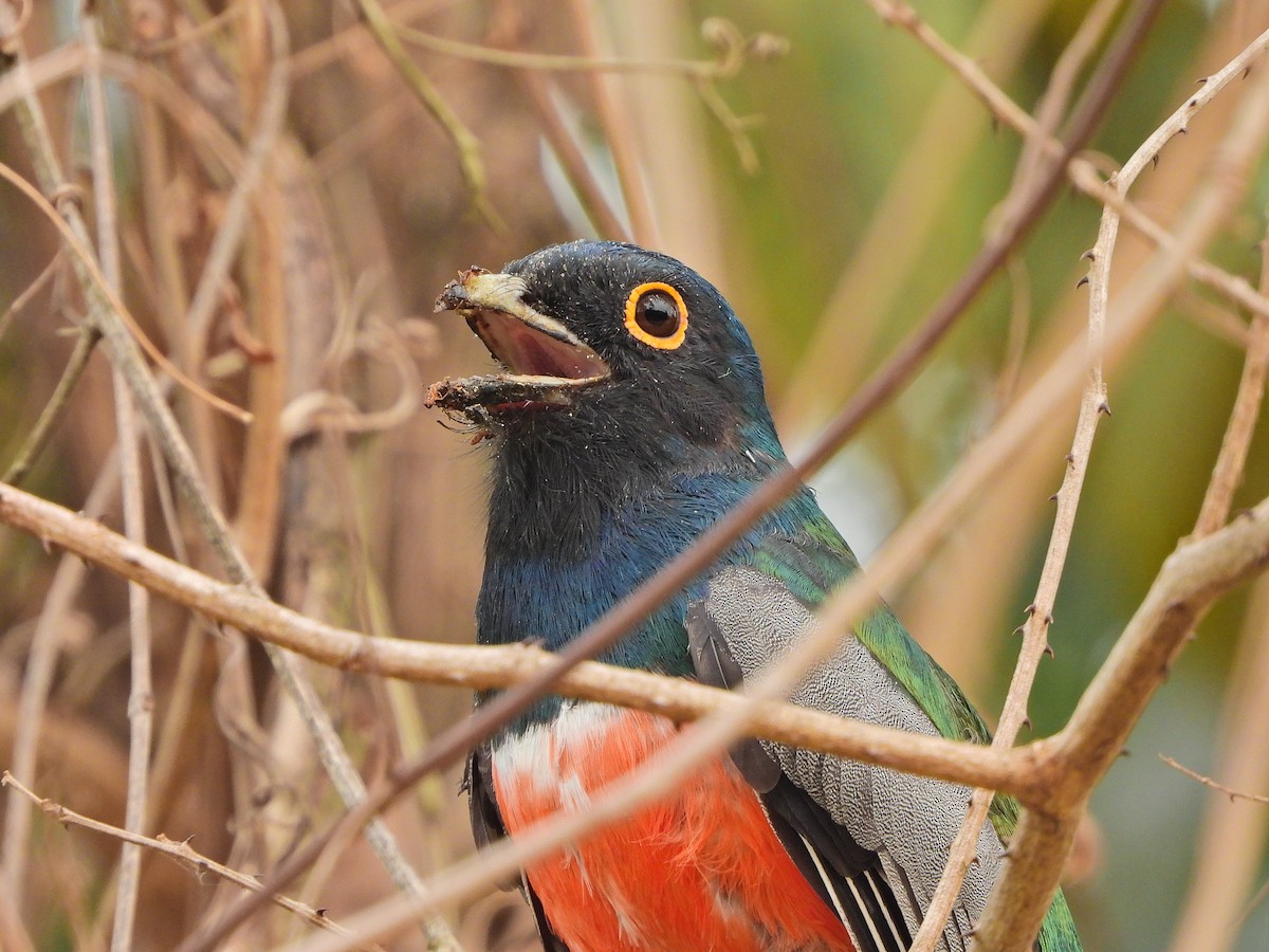 Blue-crowned Trogon - ML624043967