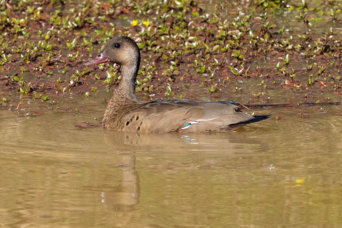 アカアシコガモ - ML624043974