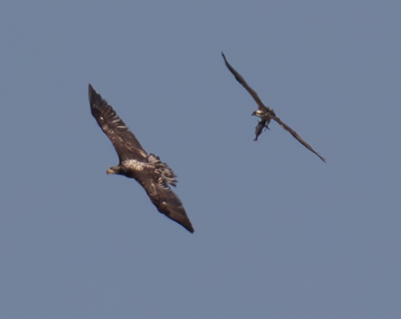 Bald Eagle - ML624043985