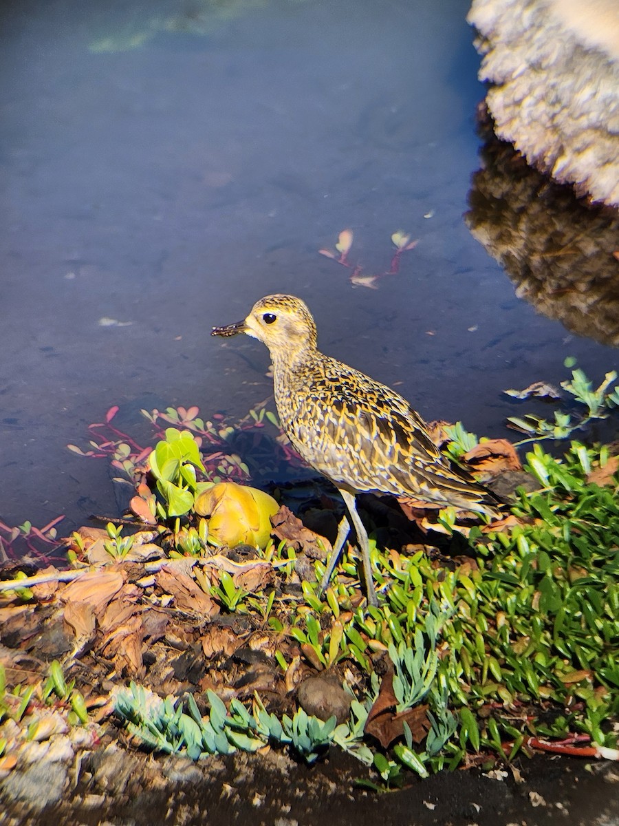 Pacific Golden-Plover - Court Warr