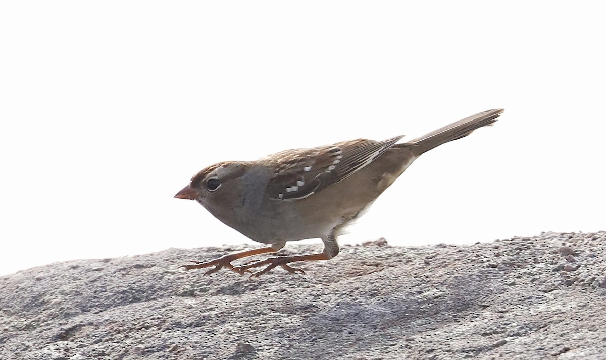 White-crowned Sparrow - ML624043997