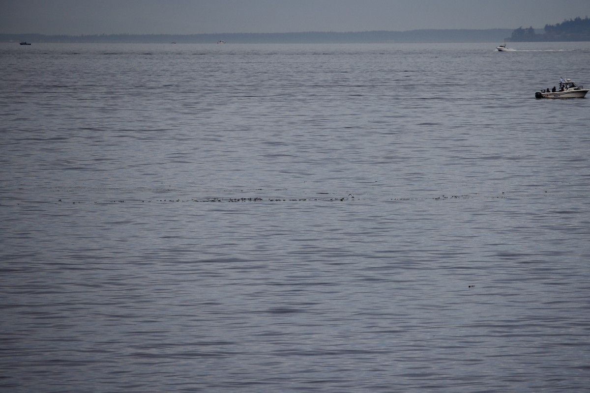 Red-necked Phalarope - ML624044001