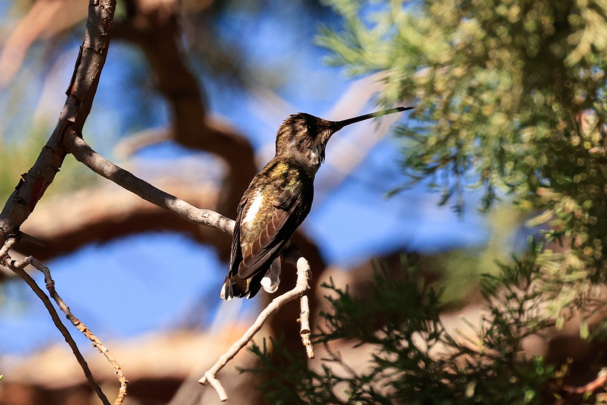 Plain-capped Starthroat - ML624044005