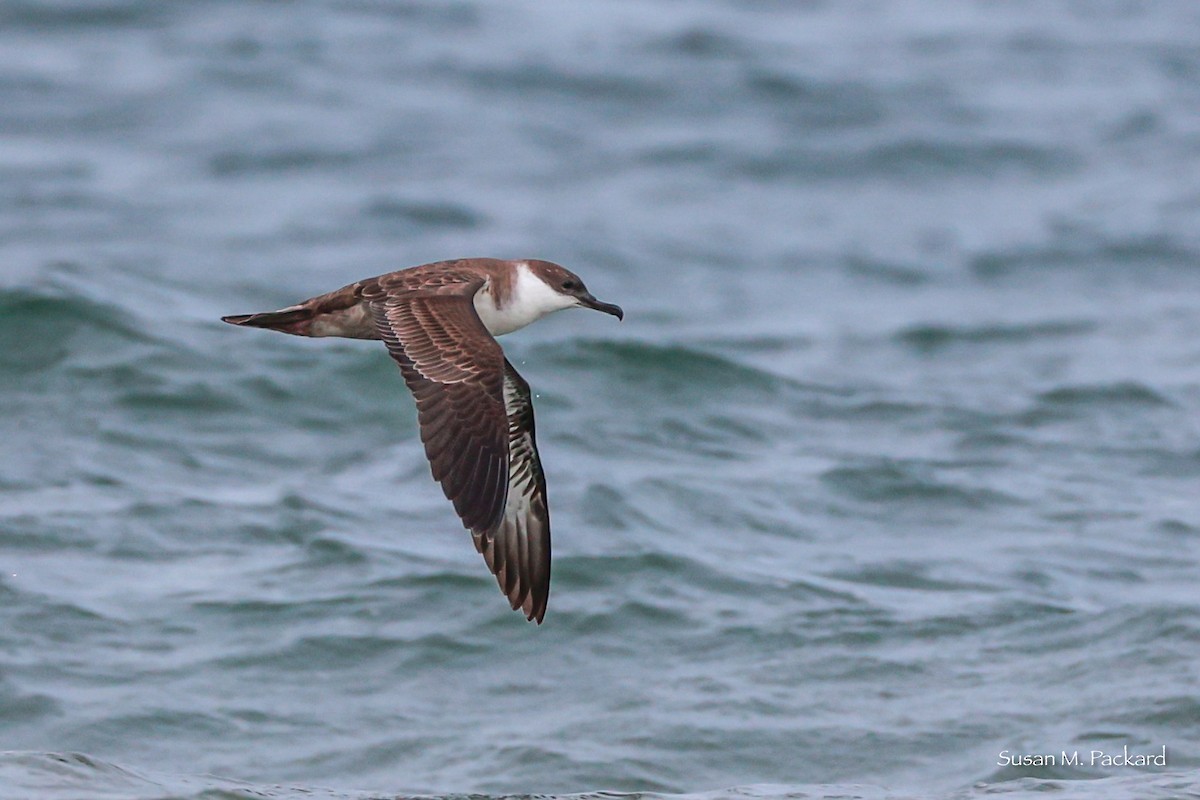 Great Shearwater - ML624044010